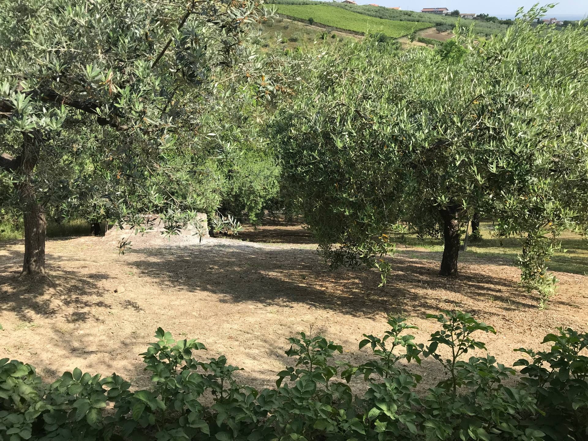 Terreni Agricoli In Vendita A Vasto Cerca Con Caasa It