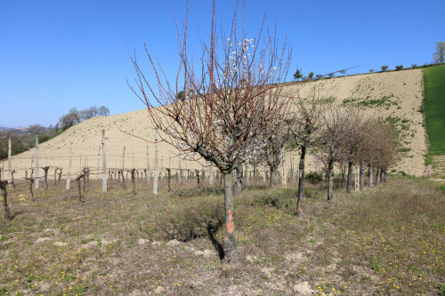AGRICULTURAL LAND for sale in Montottone