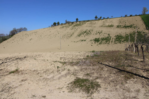 AGRICULTURAL LAND for sale in Montottone