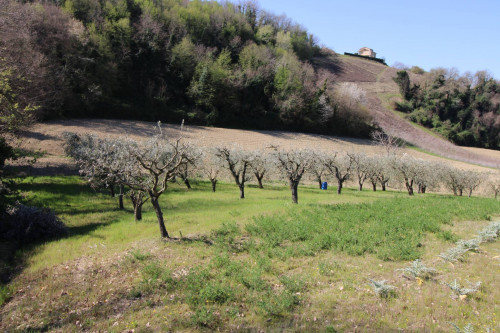 AGRICULTURAL LAND for sale in Montottone