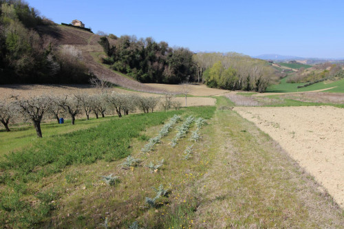 AGRICULTURAL LAND for sale in Montottone