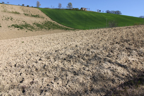 AGRICULTURAL LAND for sale in Montottone