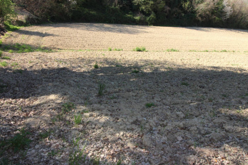 AGRICULTURAL LAND for sale in Montottone