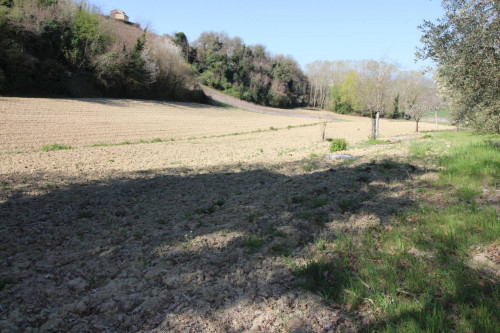 AGRICULTURAL LAND for sale in Montottone