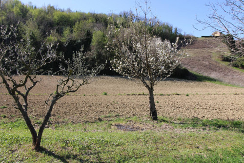 AGRICULTURAL LAND for sale in Montottone