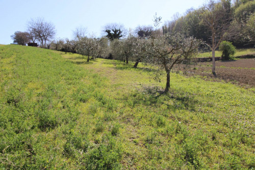 AGRICULTURAL LAND for sale in Montottone