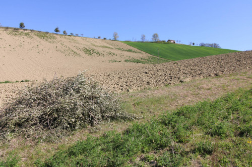 AGRICULTURAL LAND for sale in Montottone