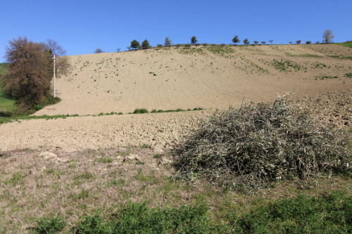 AGRICULTURAL LAND for sale in Montottone