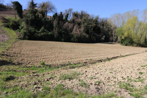 AGRICULTURAL LAND for sale in Montottone