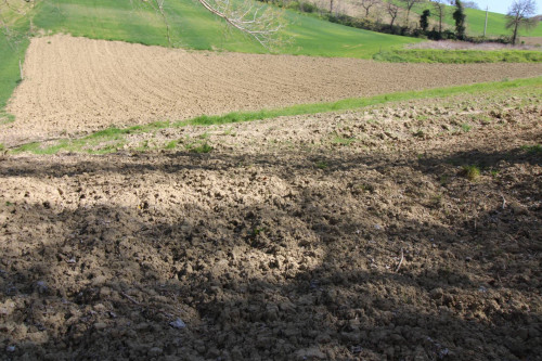 AGRICULTURAL LAND for sale in Montottone