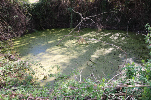AGRICULTURAL LAND for sale in Montottone
