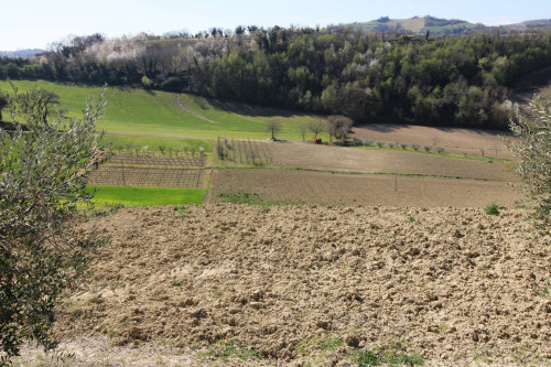 AGRICULTURAL LAND for sale in Montottone