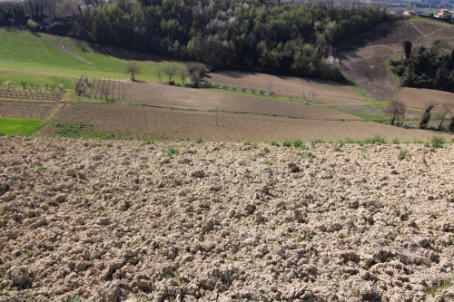 AGRICULTURAL LAND for sale in Montottone