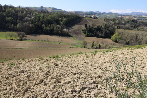 AGRICULTURAL LAND for sale in Montottone