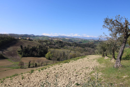 AGRICULTURAL LAND for sale in Montottone