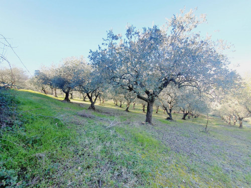 Casale / Rustico in vendita a Colonnella