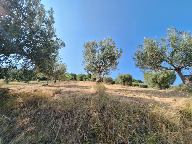 Terreno agricolo in vendita a Colonnella