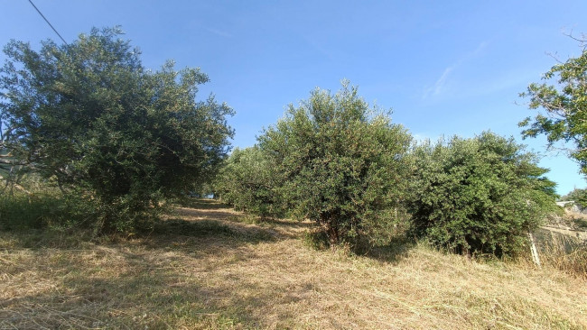 Terreno agricolo in vendita a Monteprandone
