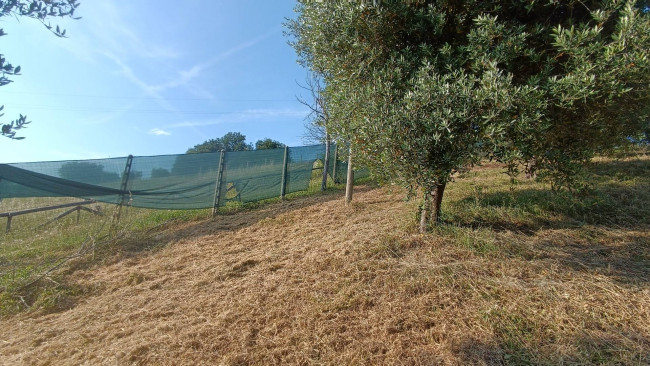 Terreno agricolo in vendita a Monteprandone