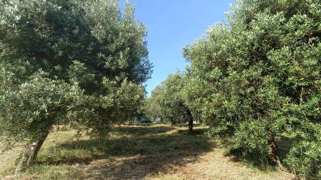 Terreno agricolo in vendita a Monteprandone