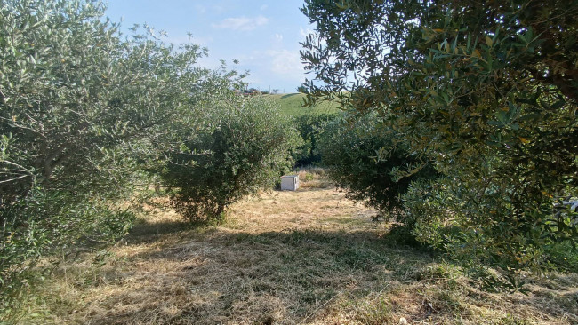 Terreno agricolo in vendita a Monteprandone