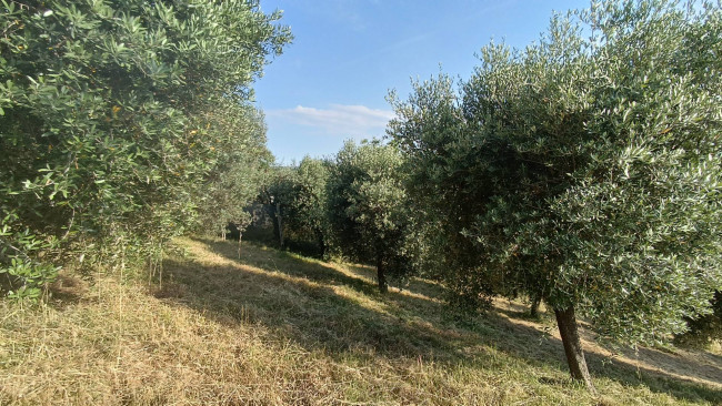 Terreno agricolo in vendita a Monteprandone