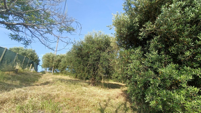Terreno agricolo in vendita a Monteprandone