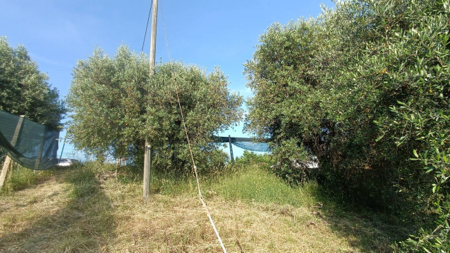 Terreno agricolo in vendita a Monteprandone