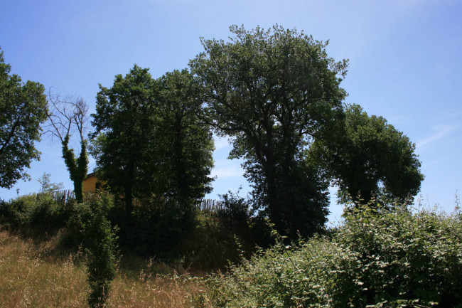 Terreno agricolo in vendita a Monsampolo del Tronto