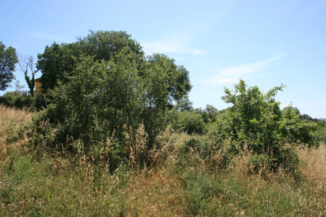 Terreno agricolo in vendita a Monsampolo del Tronto