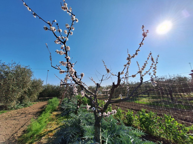 Terreno agricolo in vendita a San Benedetto del Tronto