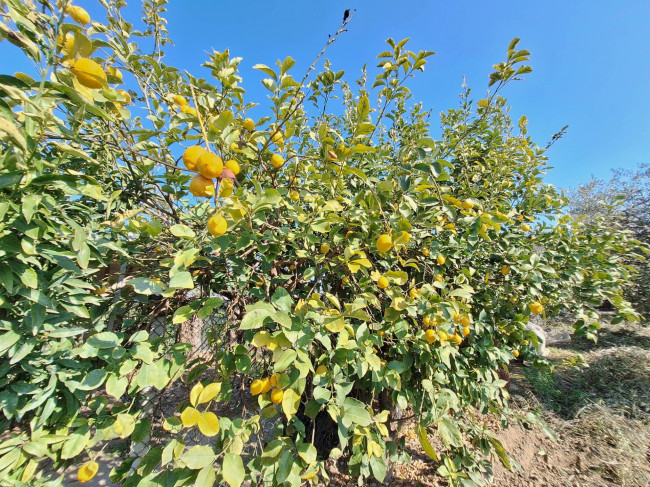 Terreno agricolo in vendita a San Benedetto del Tronto