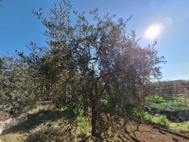 Terreno agricolo in vendita a San Benedetto del Tronto