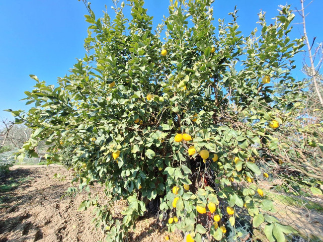 Terreno agricolo in vendita a San Benedetto del Tronto