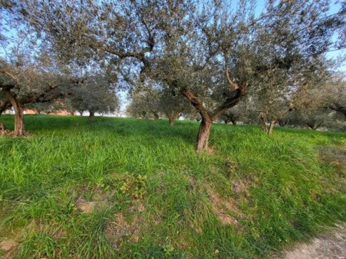 Terreno edificabile in vendita a Montesilvano (PE)