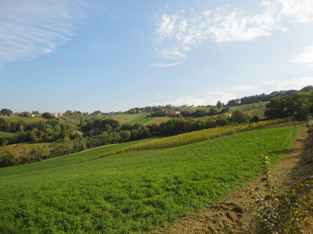 Terreno agricolo in vendita a Serra De' Conti (AN)