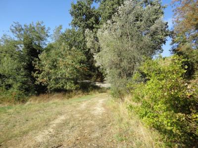 Terreno agricolo in vendita a Serra De' Conti (AN)