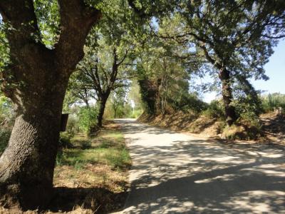 Terreno agricolo in vendita a Serra De' Conti (AN)