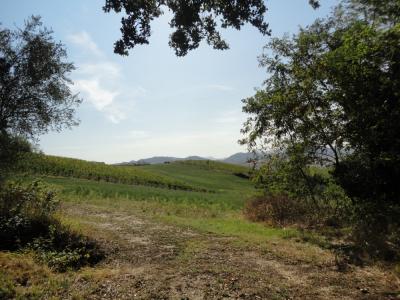 Terreno agricolo in vendita a Serra De' Conti (AN)