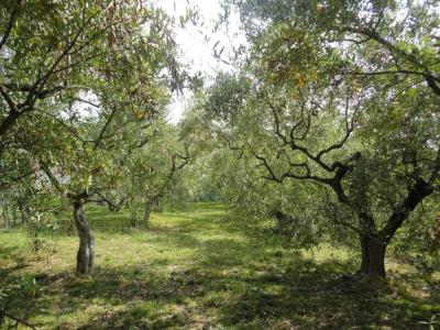 Villa in vendita a Belvedere Ostrense (AN)