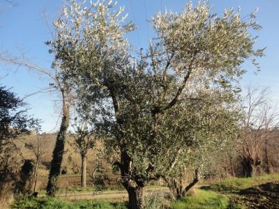 Rustico in vendita a San Marcello (AN)