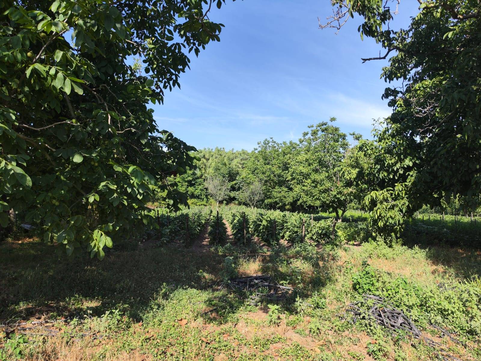 Terreno agricolo in vendita a Pomigliano D'arco (NA)