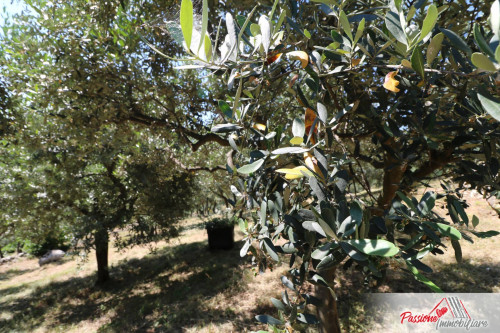 Terreno Agricolo in vendita a Verona