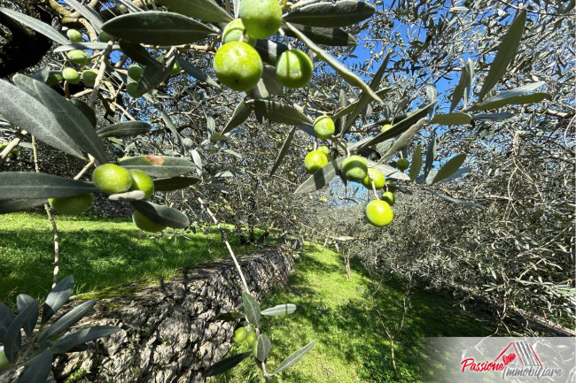 Terreno agricolo in vendita a Avesa, Verona (VR)