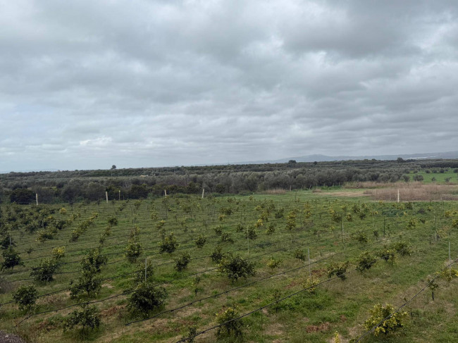 Terreno Agricolo in Vendita a Massafra