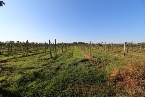 Terreno Agricolo in vendita a Volta Mantovana