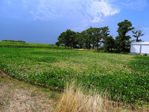 Terreno edificabile in vendita a Gonars (UD)