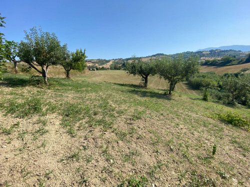 Terreno agricolo in vendita a Maltignano (AP)