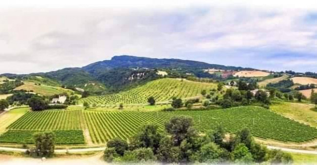 Terreno Agricolo in Vendita a Rotella