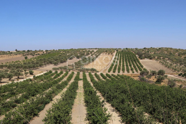 Terreno agricolo in vendita a Noto (SR)